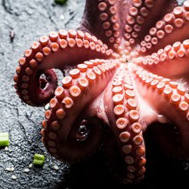 산지직송 국내산 최상급 통영 활문어 돌문어 자숙문어 생문어 1kg 2kg 데친 삶은 대왕 문어 생물 손질 남해 제철 제수용 요리용 제사상문어 명절 설 설날 새해 구정 추석 선물세트, 한마리 자숙돌문어(제수용) 1kg