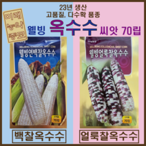 웰빙 찰옥수수 국내산 23년생산 70립 소독필- 백찰옥수수 얼룩찰옥수수 중 택1, 1개
