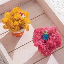 땡땡이스칸디아화분_P 2 Set 4색상, 시클라멘/모스그린