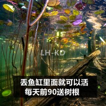 어항 우림사 밑모래 열대어 남미 삼호 자비심 레인보우 레이룽 조경사 레드 화산 모래다 시냇물 4719454900, 연꽃 5낟알