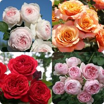 독일장미묘목/관목장미/사계장미/코르데즈장미-노발리스 헤르초킨크리스티아나 라빌라코타, 가든 오브 로즈(Garden of Roses)