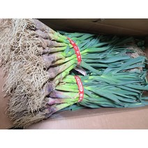 #가락시장 나물이네# 당일경매 / 알싸한 매운맛 육지 잎마늘 2kg 내외 (1단) // 오후 2시이전주문당일출고99% / 주말 공휴일제외