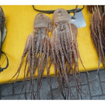 국내산 피문어 말린문어 건어물 제수용 소자 1마리 [고령대가야시장 영일건어물], 20000원
