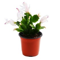 기타 바보사랑[미미네아쿠아] 미미네가든 게발선인장(화이트) 1포트 - 공기정화식물