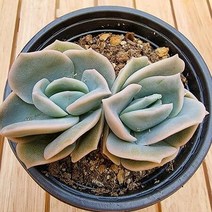 러블리로즈 쌍두 키우기 쉬운 실내 다육식물 1-48랜덤, 단품