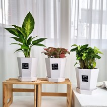 앤드플라워 전국 택배발송 중형실내화분 금전수(50cm) 은행목 스투키(55cm) 녹보수 몬스테라 안스리움 홍콩야자 콩고 율마 뱅갈고무나무 소포라 개업화분 미니화분 공기정화식물, 27.   마리안느+레드스타+싱고니움