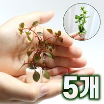 [미미네아쿠아]미미팜스 무결점 여과링 수초 루드위지아 슈퍼레드5개, 단일속성