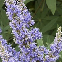 묘목/ 바이텍스-숄크릭-삽목1년 포트묘/3개 b254