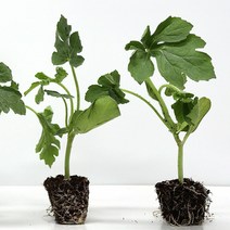 신품종 육묘장 수박 모종 자몽수박 모종, 자몽수박모종20주