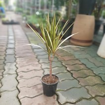 옐로우마지나타 소중품 35~50cm 149 공기정화식물 반려식물, 1개