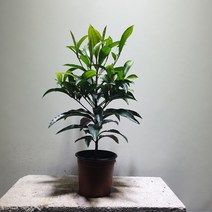 [나인에잇틴]만냥금 소품 공기정화식물, 1개