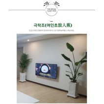 서울경기인천[반값화분] MAIN-대형극락조160 직접배송 축하화분 개업화분 거실화분 카페화분 인테리어화분 아레카야자 극락조 알로카시아 파키라 고무나무, 백자원통(도기)