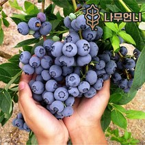 블루베리나무 블루베리 묘목 유실수 나무언니, 오닐 7치화분 결실주