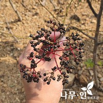 [나무인] 접목산초나무 특묘