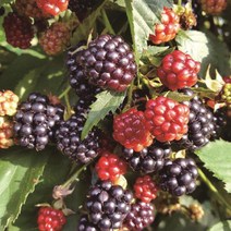 묘목/블랙베리(슈퍼복분자)-(흑진주)삽목1년 2개 KJ1409