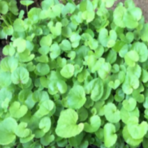 (성실L)잔대모종 50개