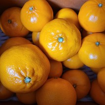 천혜향 제주감귤 특별판매 설선물 산지직송 한라봉 레드향