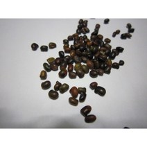 금사슬나무 씨앗 15g(400립)