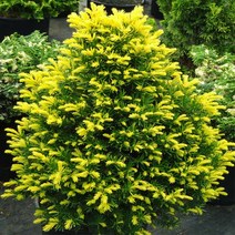 목하원예조경 주목나무 묘목 (황금주목) 삽목2년 50개묶음