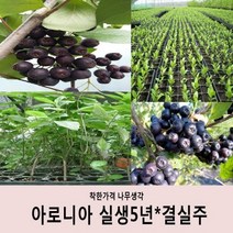 착한가격 나무생각 아로니아 실생5년*결실주