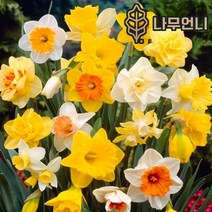 수선화 구근 17종 5구세트 2023년 신상품 나무언니, 벨라에스텔라(5구세트)