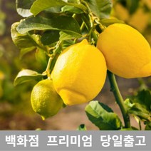 [특등급선별] 레몬 4.5kg 레몬청만들기 레몬효능 레몬나무 레몬차효능 제주레몬 레몬물 레몬녹차 레몬수 유기농레몬 무농약레몬 썬키스트레몬 팬시레몬 레몬다이어트 레몬먹는법 레몬의효능