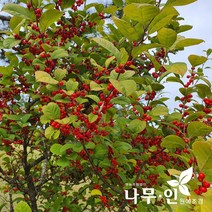 [나무인] 낙상홍 묘목 키1미터 5그루