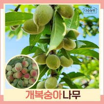 복숭아나무 묘목 개복숭아 실생2년생 뿌리묘 3개