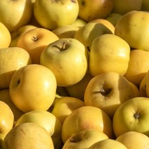 시나노 골드 황금 사과 2kg 3kg 5kg, 1박스, (가정용-흠과)소꼬마과 29-31과 5kg