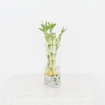 개운죽 20cm 5EA, 상세페이지 참조, 상세페이지 참조