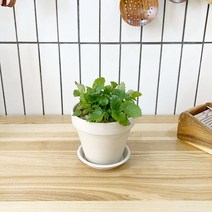 1+1 레몬밤 키친허브 화분 세트 애플민트 딜 바질 베란다 텃밭 허브 키우기, H07.레몬밤, H42.샐러리