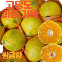 국내산 달콤 황금향 2kg 제철과일 하우스감귤 만감류 감귤 노지 하우스 타이벡 감귤 레드향 제주황금향 귤 천혜향 과일박스 계절과일, 2kg(중대과 8~10과), 1개