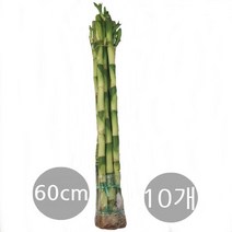 트리앤 개운죽 10cm 20cm 30cm 40c m 50cm 60m 80cm 100cm 칼라소일 색돌 수경식물, 07. 개운죽 60cm(10개) 1개