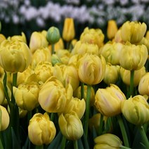 [꽃모종]튤립 : 10cm분, 옐로 마가리타