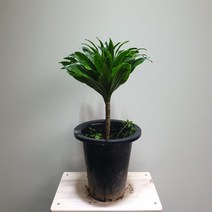 [공룡꽃식물원]콤팩타 중품 외목대, 1개