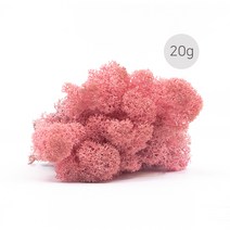 비오스 스칸디아모스 20g-천연이끼 공기정화식물, 11번