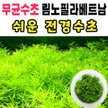 [수초스토어] 무균 림노필라베트남 수초 컵 조직배양 / 구피 새우 어항 검역 쉬운 키우기 예쁜 은신처 전경 중경 후경 초보 자연 풍성한 펄그라스 흑사 무이탄 치어 베타 열대어