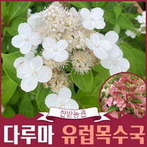 다루마 유럽목수국 포트묘 라임색에서핑크색으로변하는 꽃나무키우기 정원가꾸기 묘목 원예