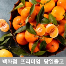 가락청과네 천혜향 10kg 천혜향제철 제주천혜향, 1, 본상품선택