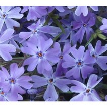 봄꽃/ 꽃잔디 (꽃고비과) 홍설 포트/ 무늬꽃잔디포트/ 에메랄드포트, 꽃잔디 홍설 (진분홍) 포트  / 40주