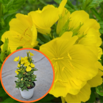 황금 낮달맞이꽃, 5치포트