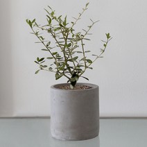 올리브나무 소형 화분 실내공기정화식물 키우기쉬운식물 실내화초, 무광세라믹