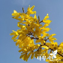 [나무인] 개나리묘목 키1m 20그루, 20개