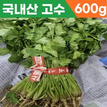 [산지직송] 국산 국내산 고수 1단 2단 야채고수 고수나물 국내산고수 고소 고수야채 고수고수나물 곳 고수풀 향채 향신료 베트남야채 생 고수향채, 1개, 600g