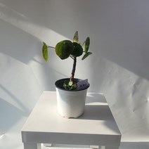 실내공기정화식물 무늬필레아페페 중품 무늬종 외목대 25-50cm 169
