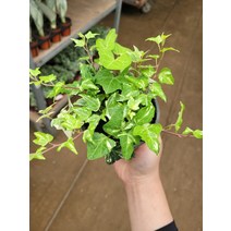 10~25cm 마이크로아이비 35