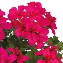 [어린모종]제라늄(영양계-아이비) : 8cm분, 빌레타 네온 로즈