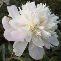 뿌리/작약 (설산자옥)개화주 B1333