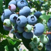 블루베리 결실주 (택배비별도) 란코카스 / 수분수필요 / 가정에서도 키우는 인기품종 FT301