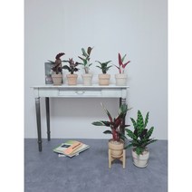 칼라데아 메달리온, 오나타, 식물만 구매, 소형 (30cm)